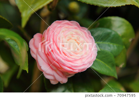 camellia 70947595