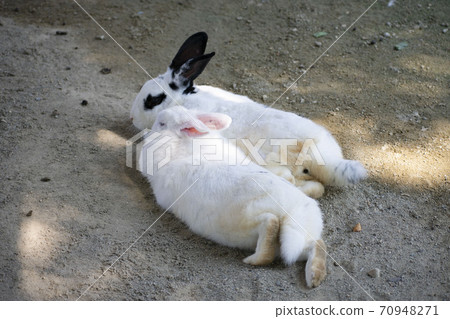 Two rabbits snuggling up 70948271
