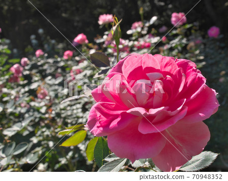 A rose garden in full bloom and roses with beautiful pink (variety name: Care Free Wonder) A rose garden in full bloom and roses with beautiful pink (variety name: Care Free Wonder) 70948352
