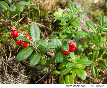 Ripe red lingonberries on wild bush closeup view Ripe red lingonberries on wild bush closeup view 70948504