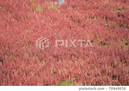 珊瑚草群落（北海道有里市宇原市） 70948656