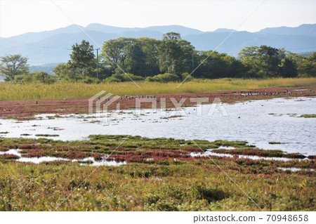 Coral grass 70948658