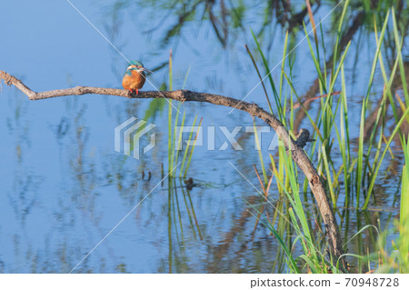 川半野鳥特寫素材 70948728