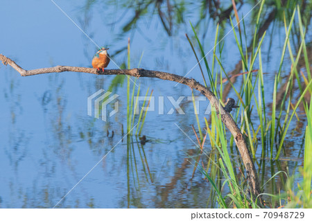 川半野鳥特寫素材 70948729