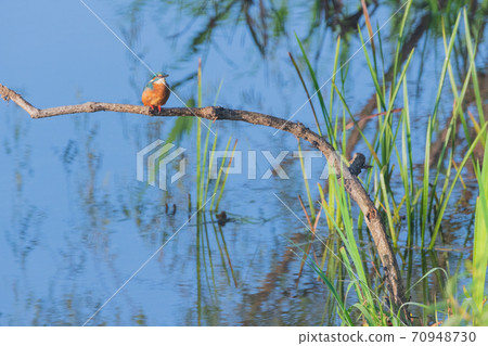 川半野鳥特寫素材 70948730
