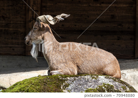 Turkmenian markhor, Capra falconeri heptneri stand on rocks Turkmenian markhor, Capra falconeri heptneri stand on rocks 70948880