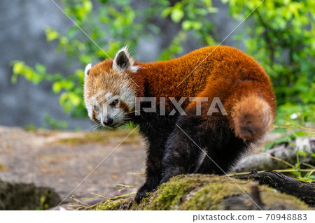 The red panda, Ailurus fulgens, also called the lesser panda. The red panda, Ailurus fulgens, also called the lesser panda. 70948883