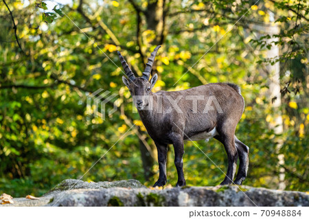 Male mountain ibex or capra ibex on a rock 70948884