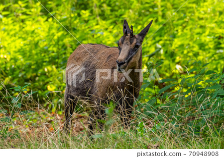 Apennine chamois, Rupicapra pyrenaica ornata, is living in Italy and Spain Apennine chamois, Rupicapra pyrenaica ornata, is living in Italy and Spain 70948908