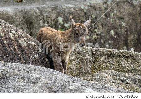 Young baby mountain ibex or capra ibex on a rock 70948910