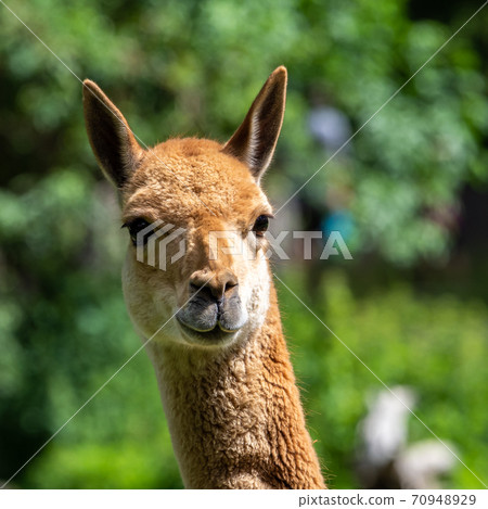 Vicunas, Vicugna Vicugna, relatives of the llama Vicunas, Vicugna Vicugna, relatives of the llama 70948929