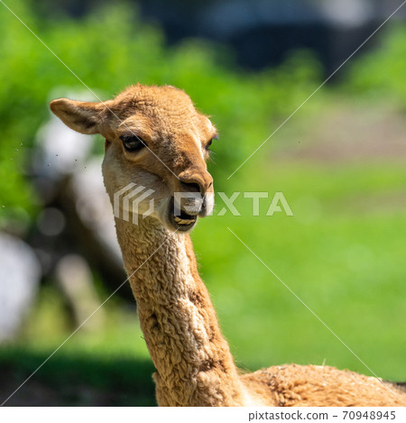 Vicunas, Vicugna Vicugna, relatives of the llama 70948945