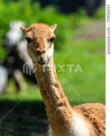 Vicunas, Vicugna Vicugna, relatives of the llama Vicunas, Vicugna Vicugna, relatives of the llama 70948947