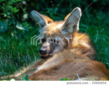 The Maned Wolf, Chrysocyon brachyurus is the largest canid of South America The Maned Wolf, Chrysocyon brachyurus is the largest canid of South America 70948950