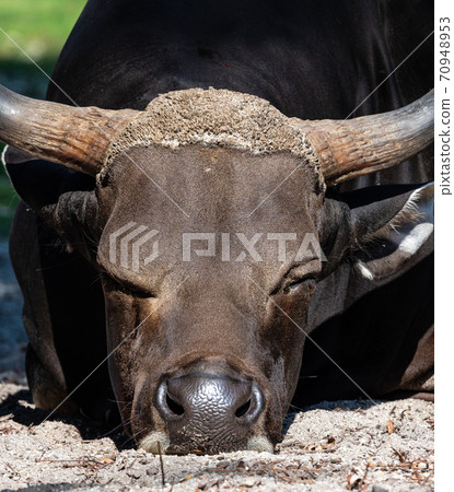 Banteng, Bos javanicus or Red Bull is a type of wild cattle. 70948953