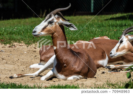 Dama gazelle, Gazella dama mhorr or mhorr gazelle is a species of gazelle 70948963