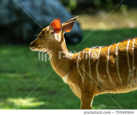 Baby Nyala Antelope - Tragelaphus angasii. Wild life animal. 70948964