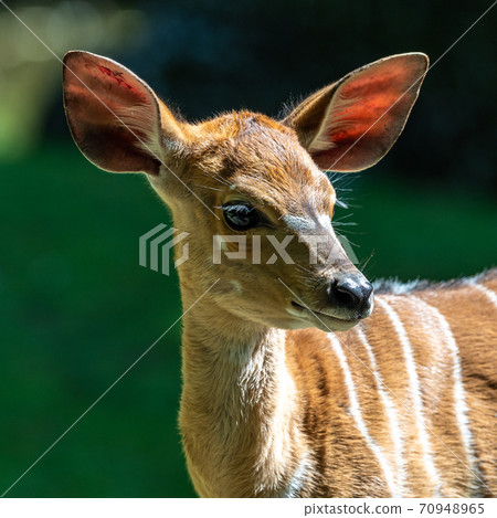 Baby Nyala Antelope - Tragelaphus angasii. Wild life animal. 70948965