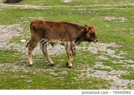 Baby Heck cattle, Bos primigenius taurus or aurochs in the zoo 70948968