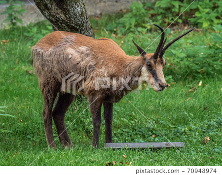 Apennine chamois, Rupicapra pyrenaica ornata, is living in Italy and Spain 70948974
