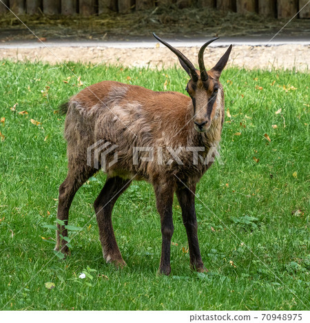 Apennine chamois, Rupicapra pyrenaica ornata, is living in Italy and Spain 70948975