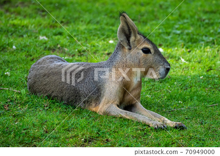 Patagonian Mara, Dolichotis patagonum are large relatives of guinea pigs 70949000