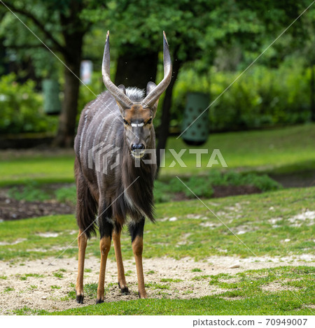 Nyala Antelope - Tragelaphus angasii. Wild life animal. 70949007