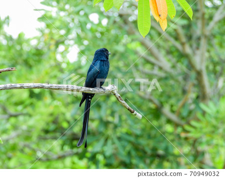 Black Drongo in park green background Black Drongo in park green background 70949032