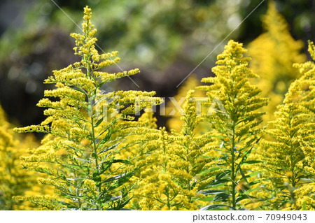 Seiitakahawadanchi So (Tall Foam Growth) 70949043