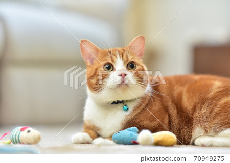 Scottish fold 70949275