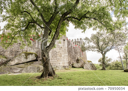 The tree in front of the Castle of Guimaraes, Portugal The tree in front of the Castle of Guimaraes, Portugal 70950034