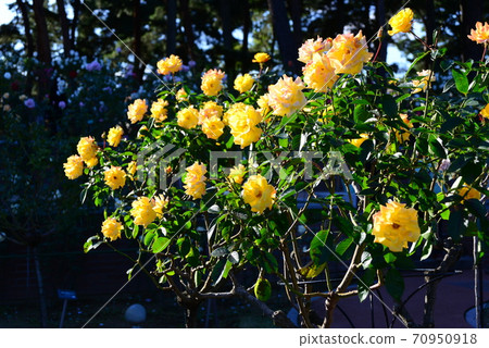 黃色玫瑰 70950918