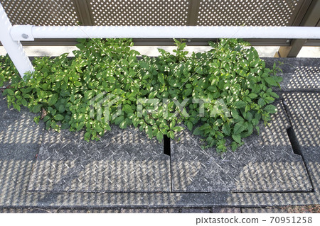 Roadside Cayratia japonicum leaves 70951258