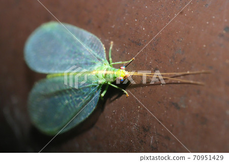 Kaoma Madagasakura Kaoma Madagasakura 70951429