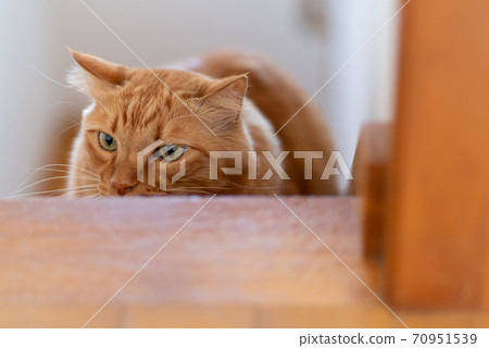 A cat that aims at a tea tabby cat A cat that aims at a tea tabby cat 70951539