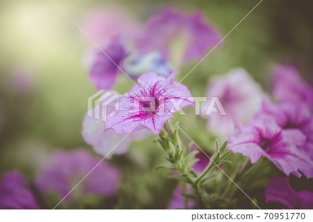 Flower petunia purple stripes with a place in the garden 70951770