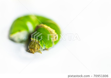 Caterpillar worm green 70951806