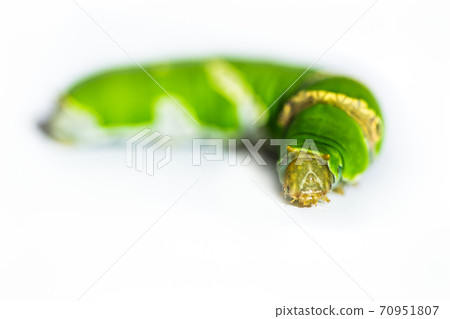 Caterpillar worm green Caterpillar worm green 70951807