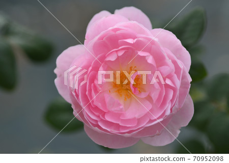 Rose (Sceptered Isle) Rose (Sceptered Isle) 70952098