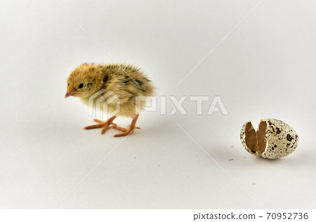 Newborn quail chick with eggshell Newborn quail chick with eggshell 70952736