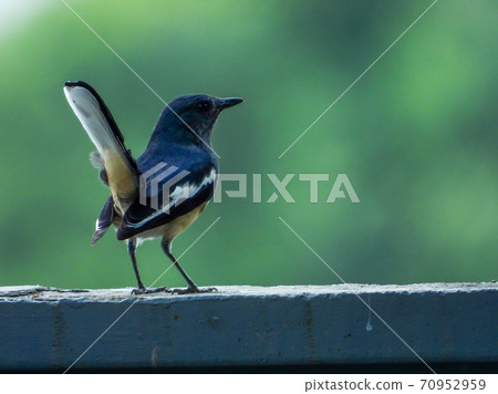 Oriental magpie robin on the fence blur background 70952959