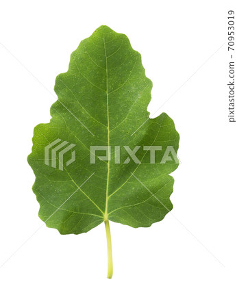 Fig leaves Fig leaves 70953019