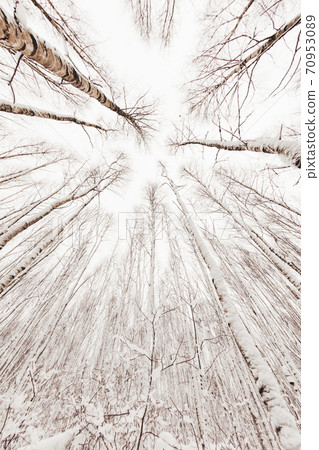 Winter forest. Snowy wood captured with Fish-Eye lens. Bottom view on birch trees. Cloudy sky. Winter forest. Snowy wood captured with Fish-Eye lens. Bottom view on birch trees. Cloudy sky. 70953089
