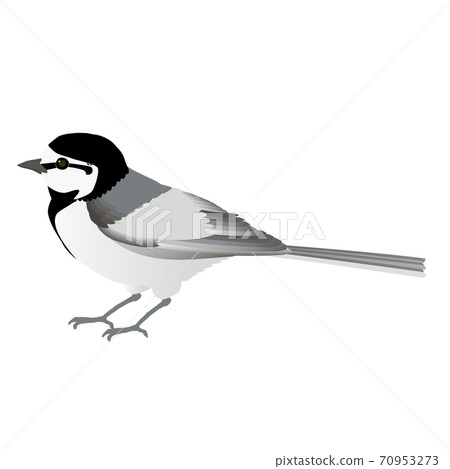 可愛的矢量圖的熟悉的野鳥白鳥 70953273