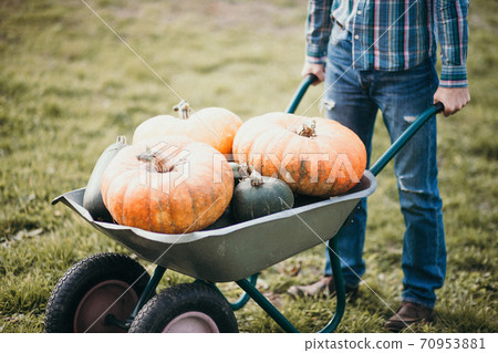 Man with big pumpkins in his wheelbarrow. Retro style photo 70953881
