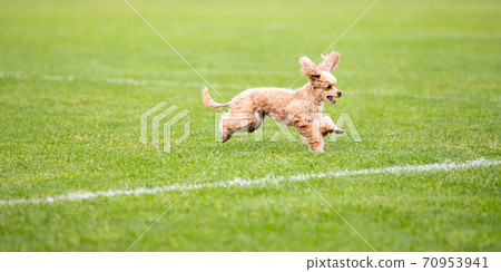 Sportive dog performing during the lure coursing in competition Sportive dog performing during the lure coursing in competition 70953941