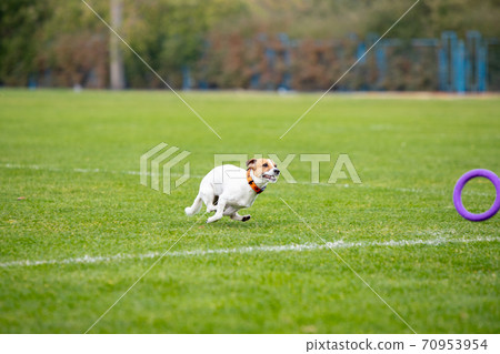 Sportive dog performing during the lure coursing in competition Sportive dog performing during the lure coursing in competition 70953954