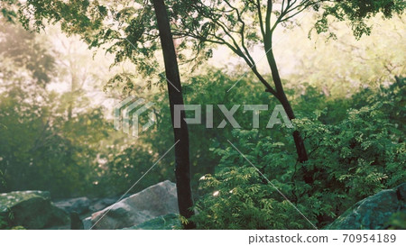 Fog in the mysterious rainforest 70954189