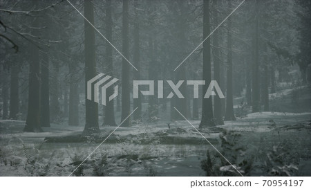 winter snow-covered forest on a cloudy day 70954197