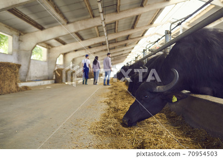 Italian Mediterranean buffaloes eat hay while people walk near them on the farm. Italian Mediterranean buffaloes eat hay while people walk near them on the farm. 70954503